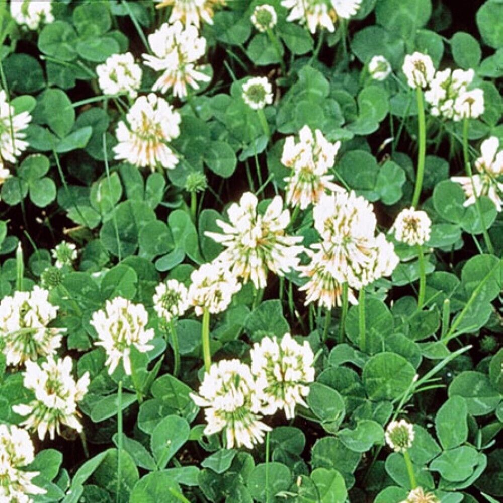 150 White Dutch Clover Cover Crop NON-GMO Heirloom Flower Seeds | www.seedsplantworld.com