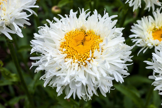 30 Double Crazy Daisy Leucanthemum Superbum 3" Frizzled White Shasta Flower Seeds | www.seedsplantworld.com