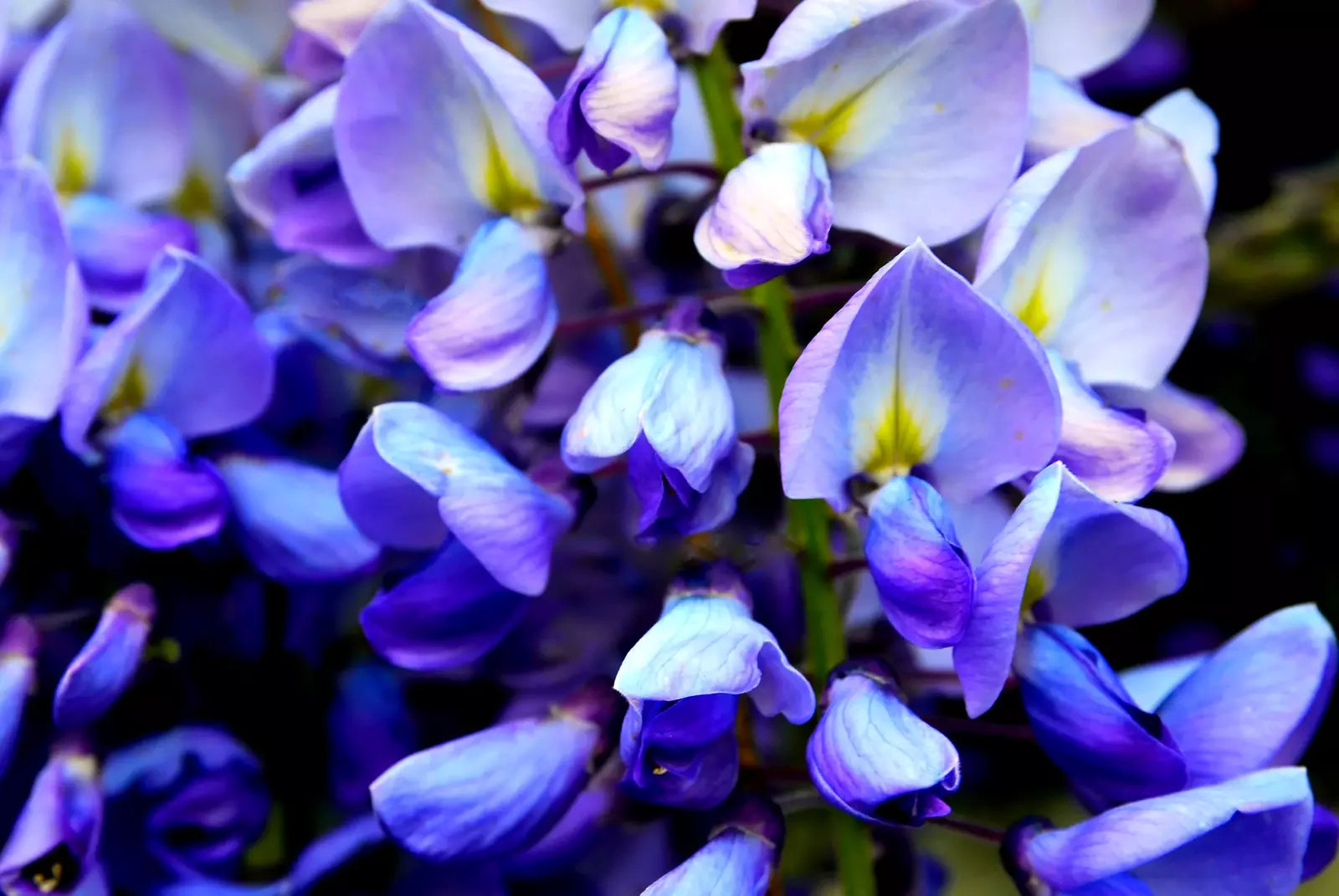 5 Blue Chinese Wisteria Sinensis Ornamental Vine Blue Violet Purple Flower Seeds | www.seedsplantworld.com