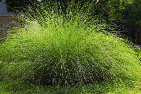 200 Weeping Love Grass Ornamental African Lovegrass Eragrostis Curvala Seeds | www.seedsplantworld.com