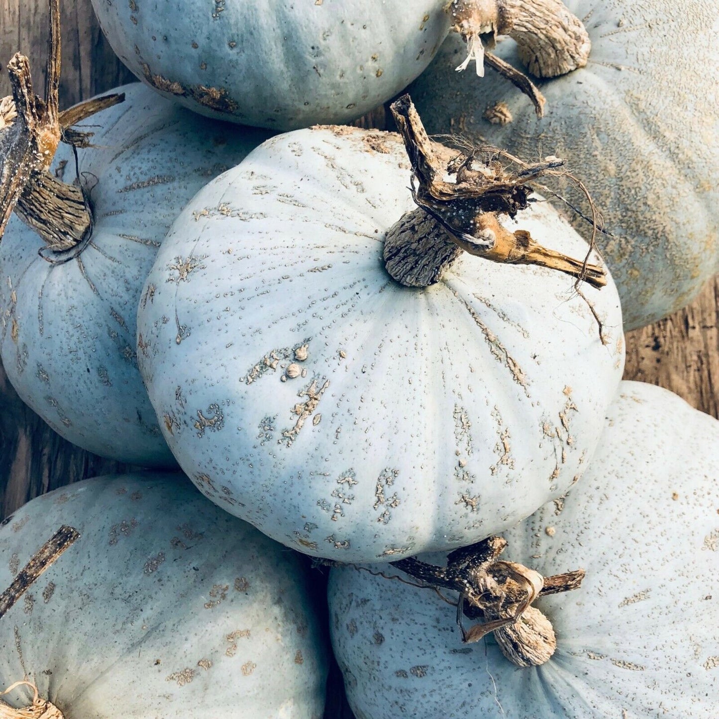 15 Ct Sweet Meat Squash Winter Garden NON-GMO Vegetable Seeds | www.seedsplantworld.com