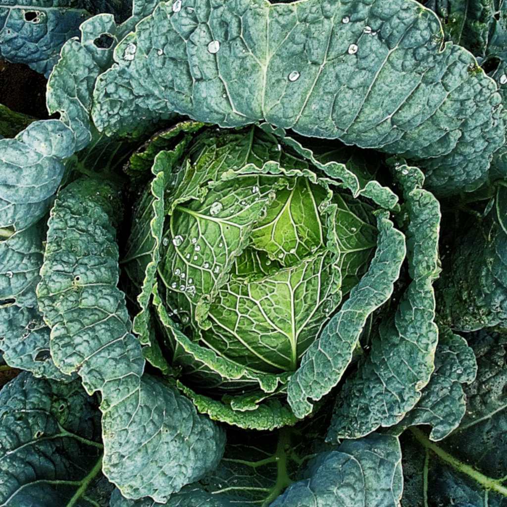 300+ Savoy Cabbage Garden Heirloom NON-GMO Vegetable Seeds | www.seedsplantworld.com