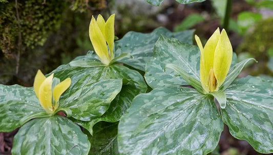 5 Yellow Trillium Bulbs (T. Luteum) Wildflower Live Plant