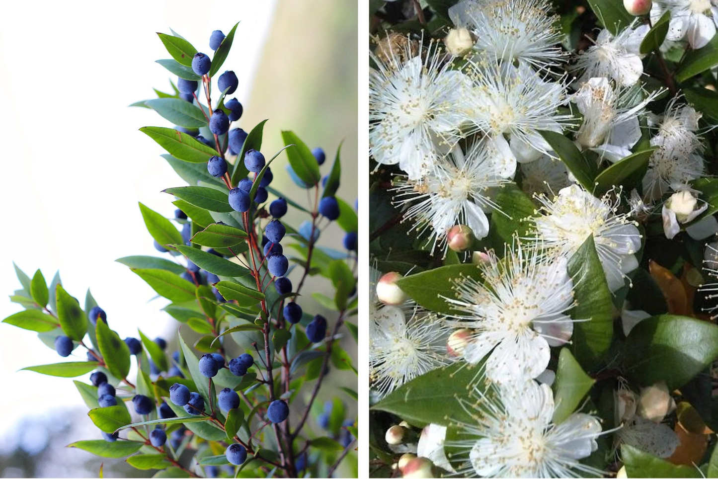 20 True Myrtle Myrtus Communis White Flower Edible Blue Berry Fruit Shrub Seeds | www.seedsplantworld.com