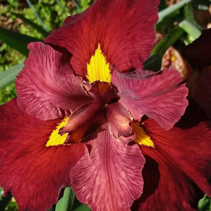 1 Louisiana Iris Ann Chowning Bare Root Rhizome Velvety Red Flowers Rooted Plant