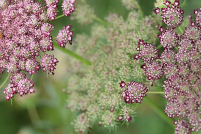 Purple And Pink Queen Anns Lace 100 Seeds