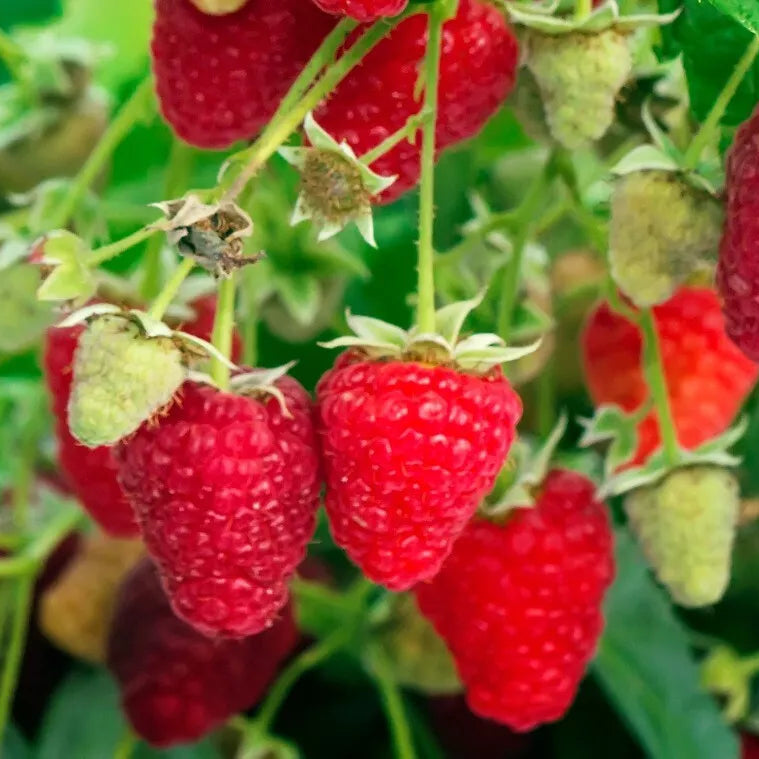 Cascade Harvest Red Raspberry Very Large Firm Berries Fruit Plants | www.seedsplantworld.com