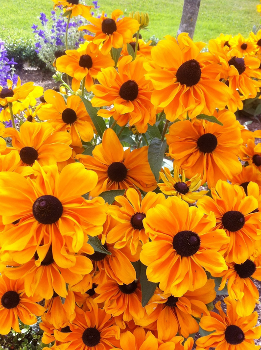 250 Dwarf Marmalade Rudbeckia Hirta Black Eyed Susan Gloriosa Daisy Flower Seeds | www.seedsplantworld.com