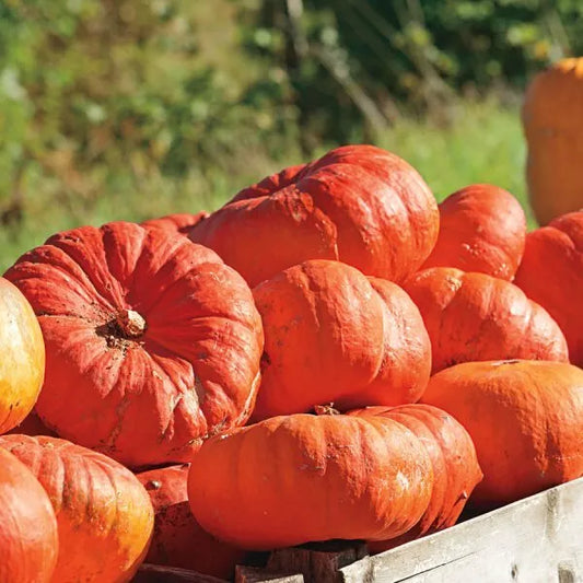 10 Cinderella Pumpkin Seeds Rouge vif D'Etampes Non-GMO Vegetable Seeds | www.seedsplantworld.com