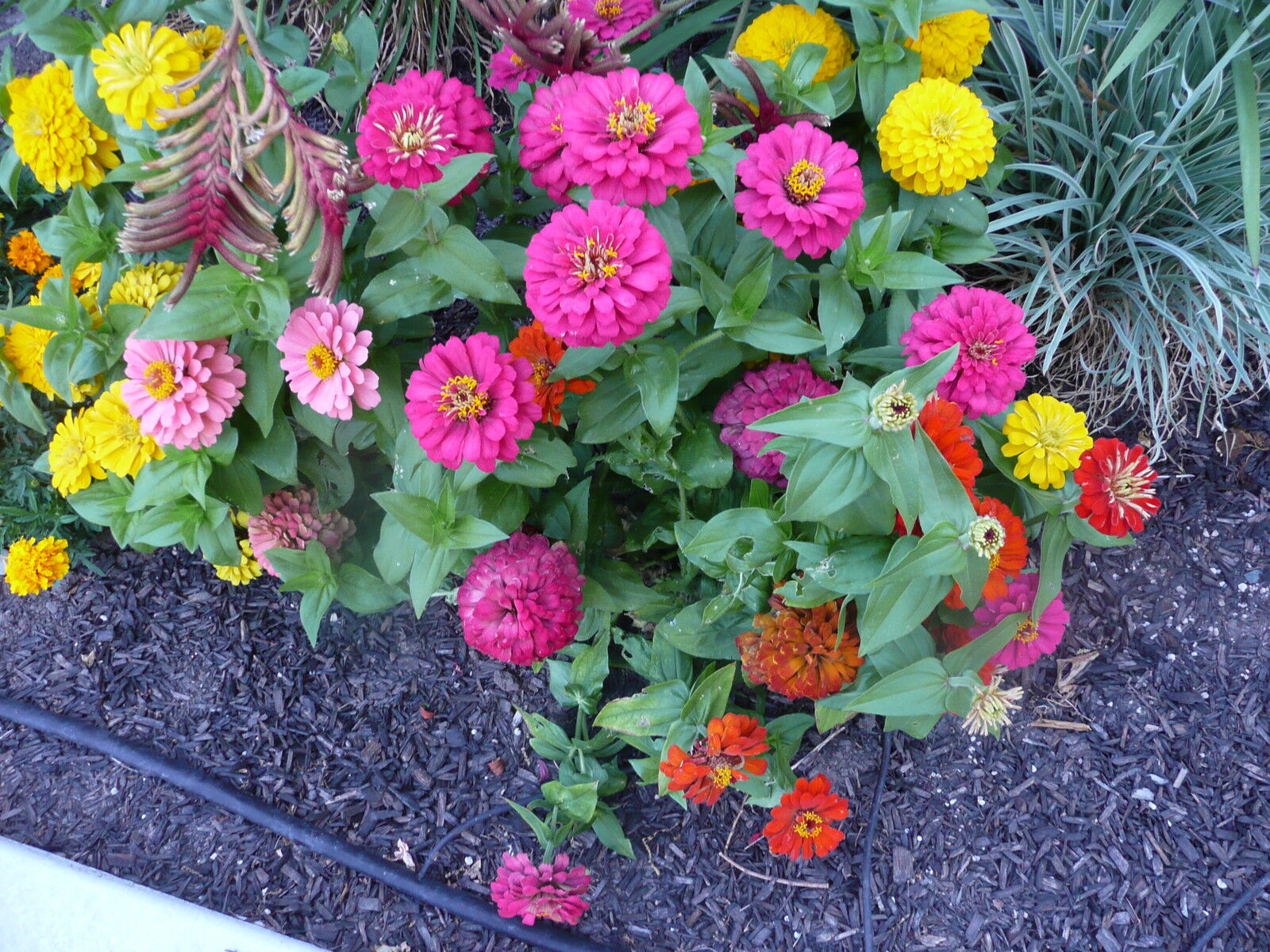 45 Zinnia Button Box Dwarf Zinnias Flower Seeds | www.seedsplantworld.com