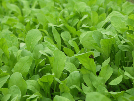 1000+ Arugula Roquette Rocket Garden Heirloom NON-GMO Herb Seeds | www.seedsplantworld.com