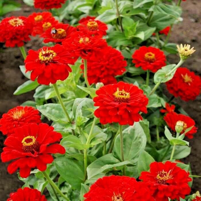 300 Red Zinnia Flower Seeds | www.seedsplantworld.com