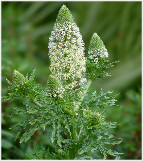 285 Mignonette Sweet Mignonette Reseda Odorata Flower Seeds | www.seedsplantworld.com