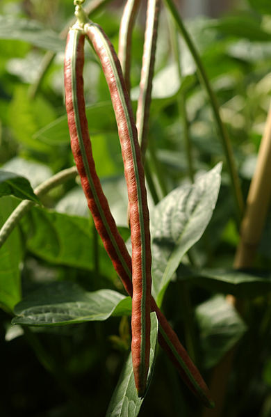 50 Purple Pinkeye Cowpea Southern Pea Crowder Vigna Unguiculata Vegetable Seeds | www.seedsplantworld.com