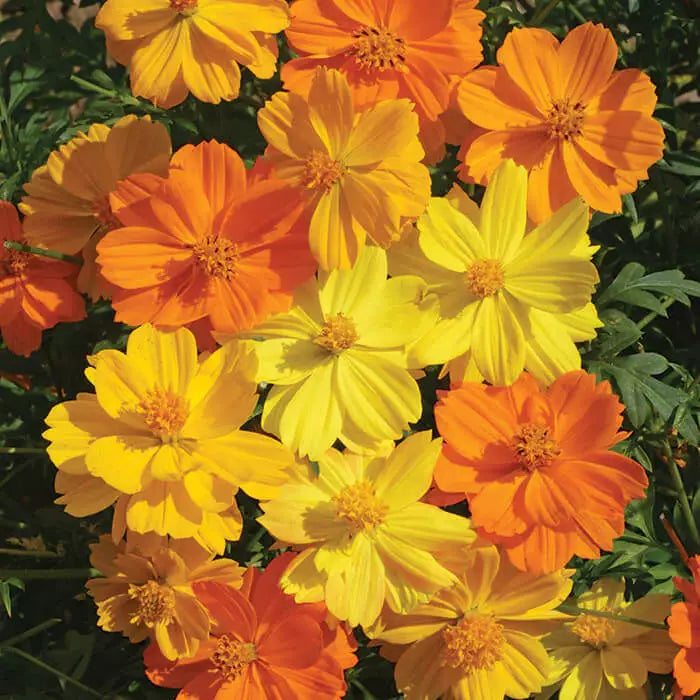 50 Bright Lights Cosmos Seeds Non-GMO Flower Seeds | www.seedsplantworld.com