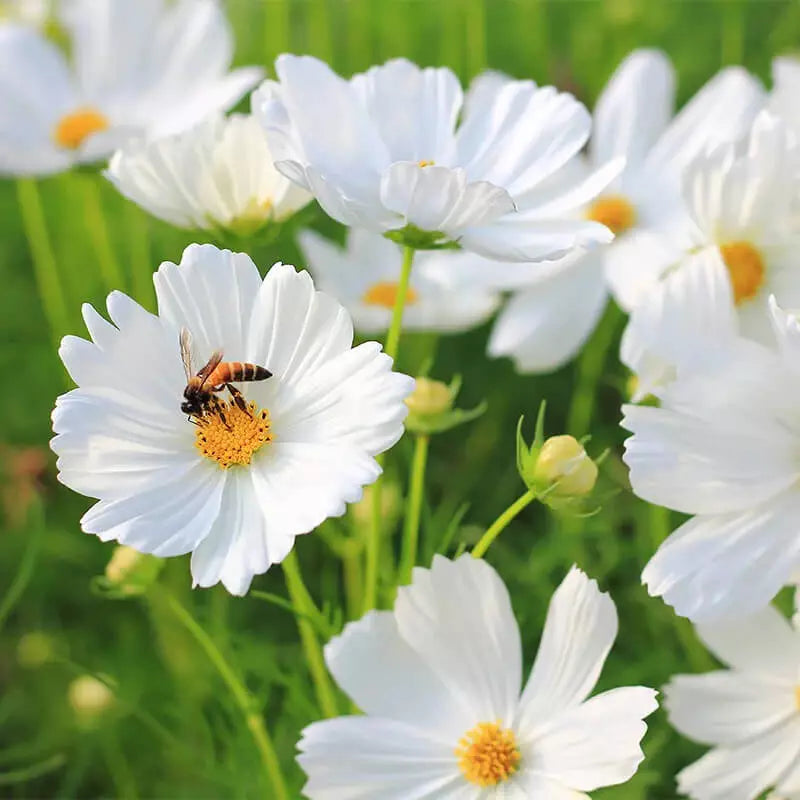 50 Purity Cosmos Seeds Non-GMO Flower Seeds | www.seedsplantworld.com