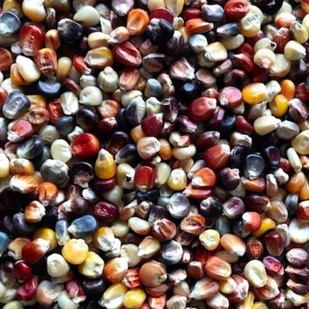 100 Ornamental Indian Corn Heirloom Vegetable Seeds | www.seedsplantworld.com