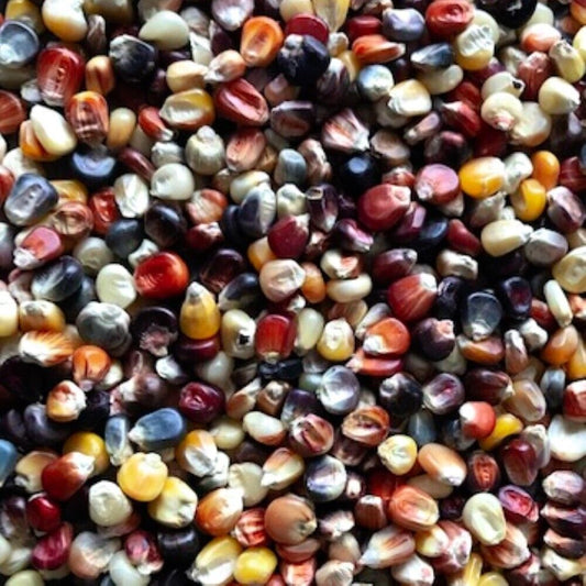 100 Ornamental Indian Corn Heirloom Vegetable Seeds | www.seedsplantworld.com