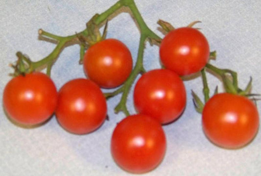 90 Tomato Cherry Red Small Fruit Seeds | www.seedsplantworld.com