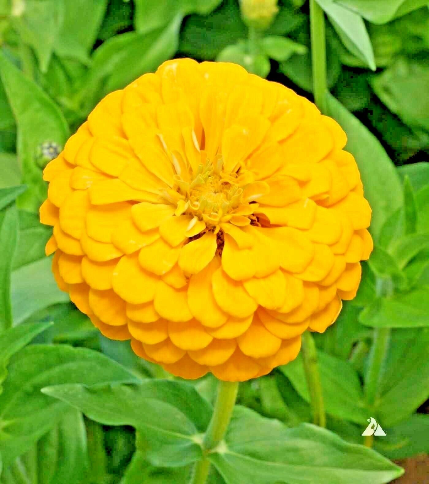 301 Yellow Zinnia Flower Seeds