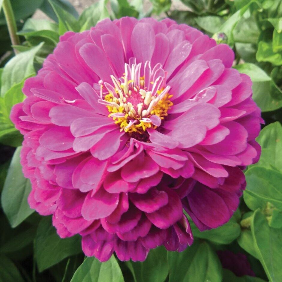 100+ Purple Zinnia Purple Prince Zinnia Elegans Flower Seeds | www.seedsplantworld.com