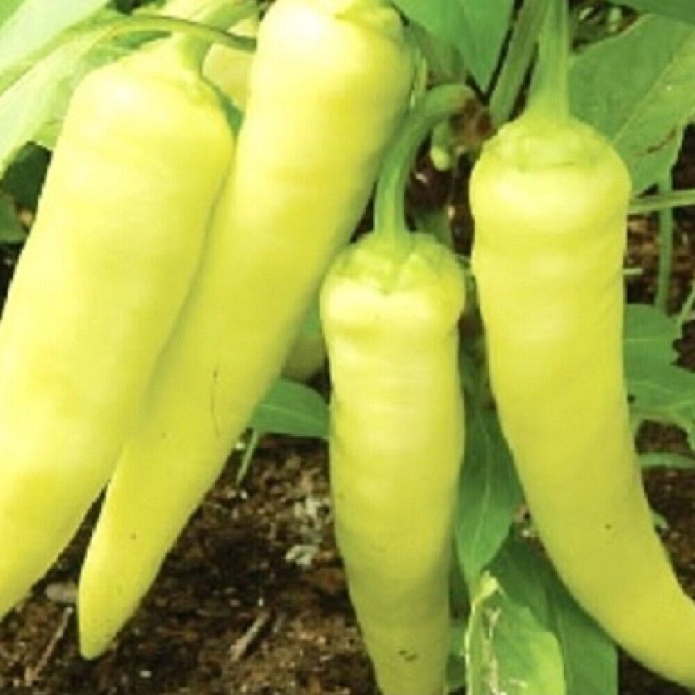 100 Sweet Banana Pepper NON-GMO Heirloom Vegetable Seeds | www.seedsplantworld.com