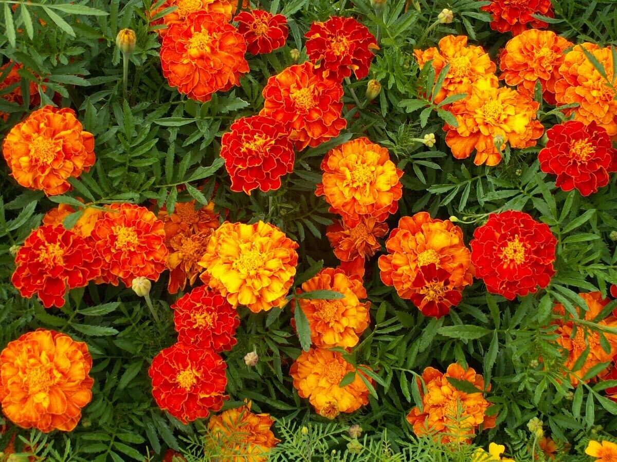 150+ Marigold French Sparky Mix Tagetes Flower Seeds | www.seedsplantworld.com