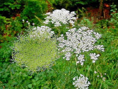 Verbena Bonariensis, 250 Seeds