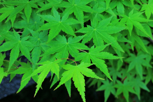 20 Green Japanese Maple Tree Ornamental Acer Palmatum Yellow Fall Foliage Seeds | www.seedsplantworld.com