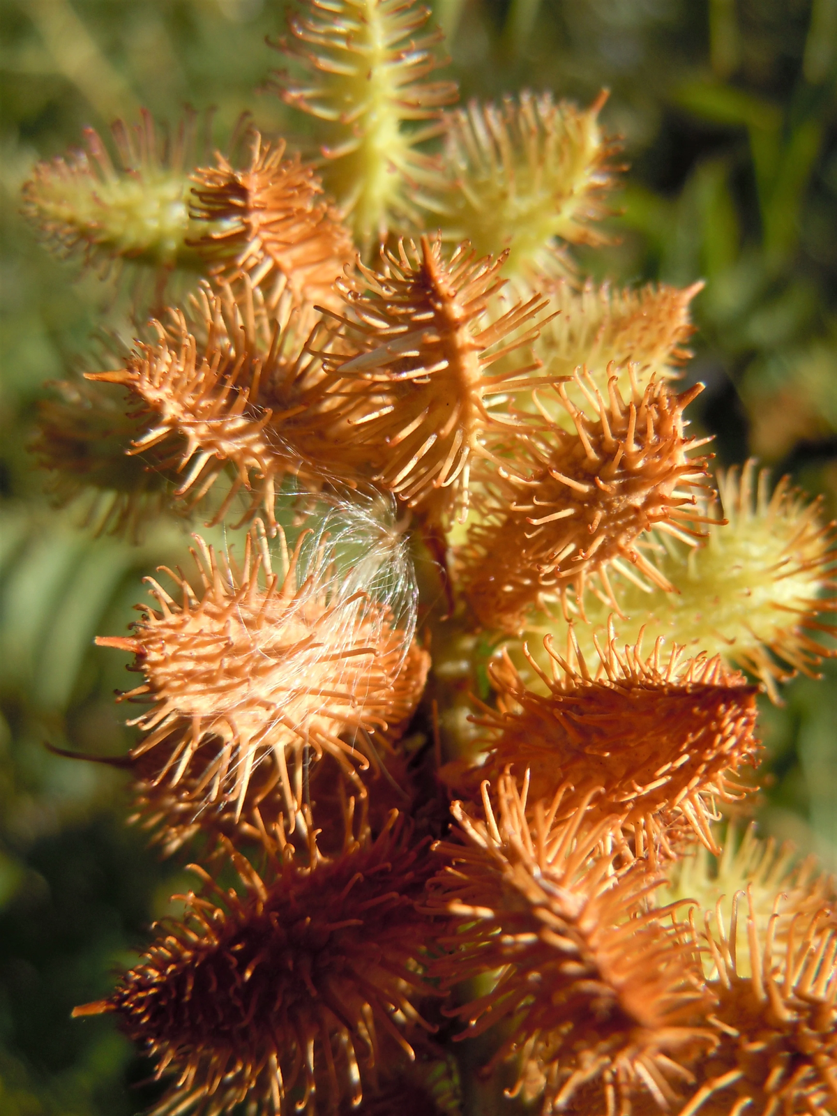 50 American Licorice Glycyrrhiza Lepidota Wild Native Herb White Flower Seeds | www.seedsplantworld.com