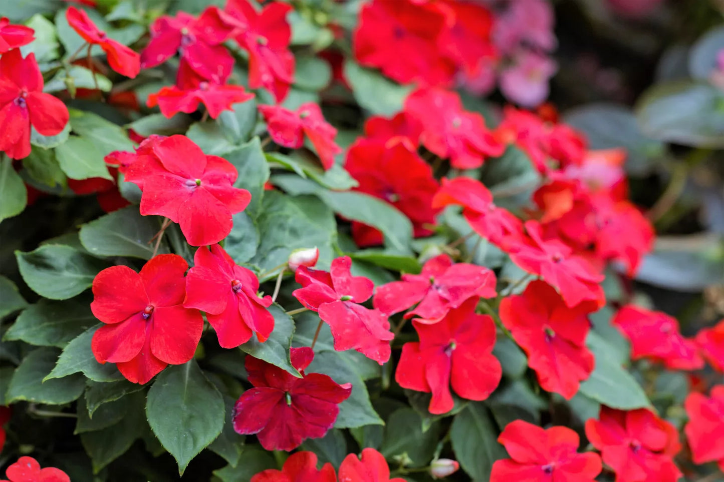 50 Dwarf Red Impatiens Scarlet Walleriana Sun Or Full Shade Flower Seeds | www.seedsplantworld.com