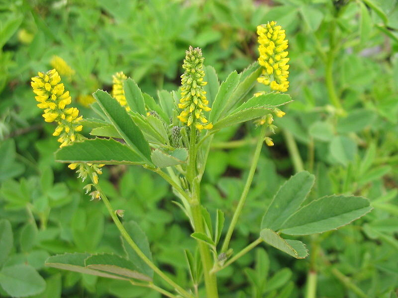 1200 Clover Yellow Flower Sweet Clover Flower Seeds | www.seedsplantworld.com