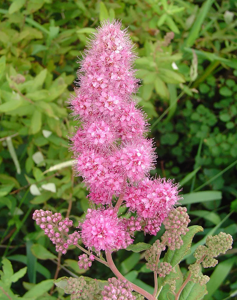 50 Rose Douglas Spirea Pink Hardhack Steeple Bush Spiraea Flower Shrub Seeds | www.seedsplantworld.com