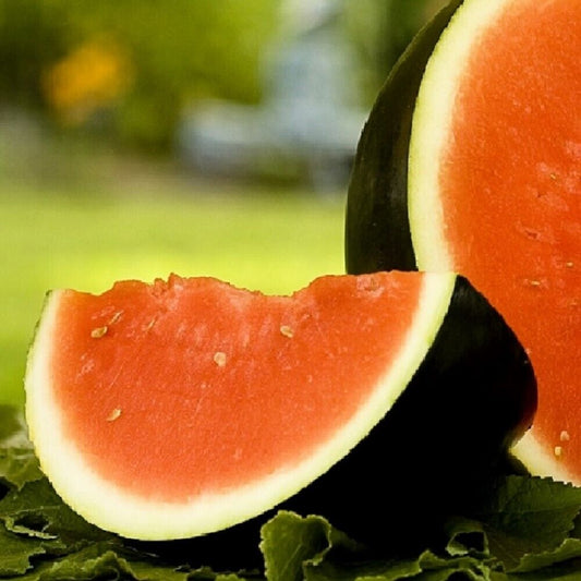 100 Sugar Baby Watermelon NON-GMO Heirloom Fruit Seeds | www.seedsplantworld.com