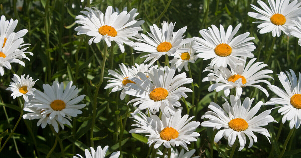 1000+ Roman Chamomile Medicinal Fragrant Groundcover Perennial Herb Seeds | www.seedsplantworld.com