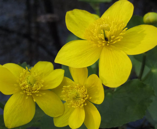 20 Marigold SwampYellow 5 Ft Tall Flower Seeds | www.seedsplantworld.com