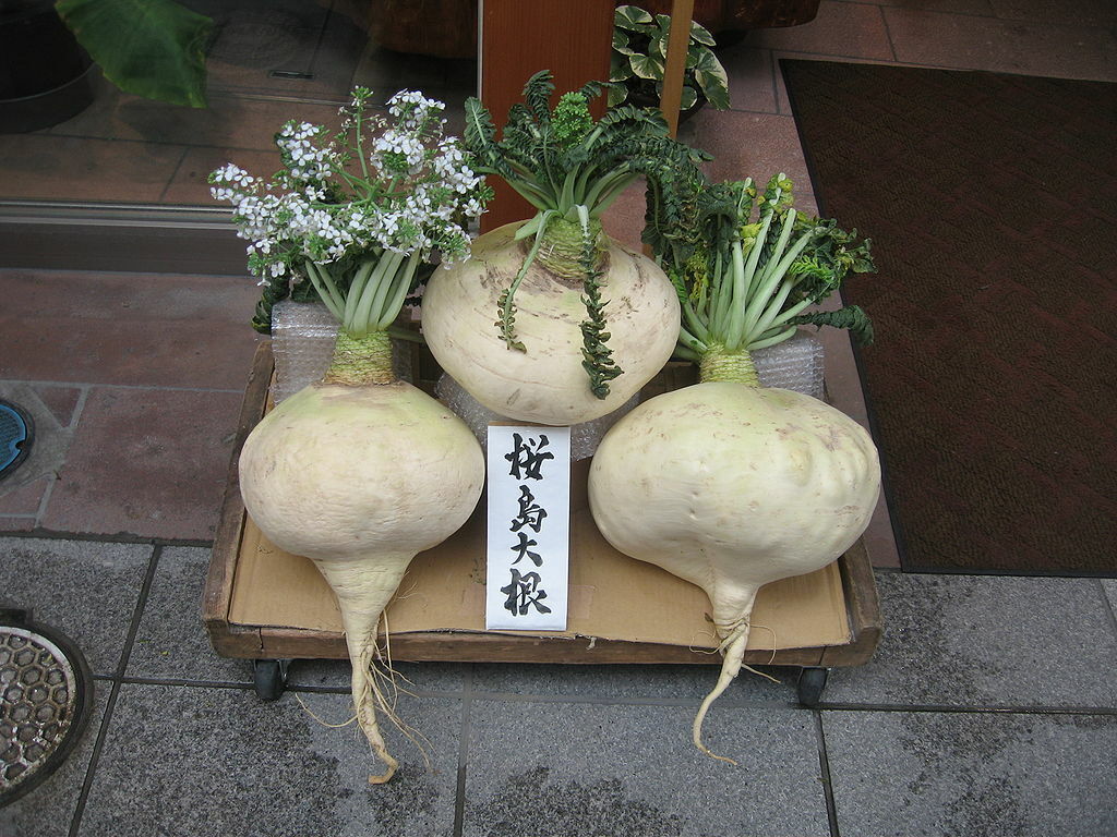 150 Sakurajima Mammoth Daikon Vegetable Seeds | www.seedsplantworld.com