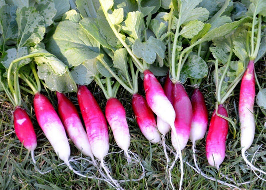 200 Ct French Breakfast Radish Garden NON-GMO Vegetable Seeds | www.seedsplantworld.com