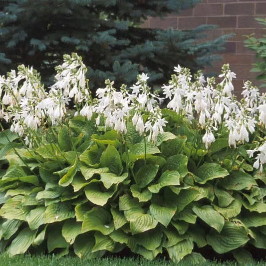 1 Royal Standard Hosta Bare Root Perennial Plant Thrives In Shady Areas Rooted Plant