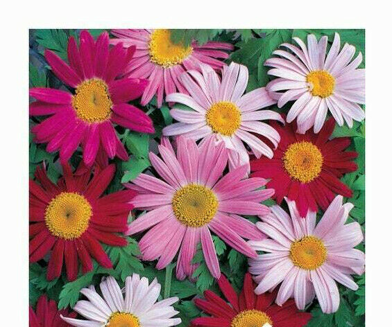 33 Daisy Painted Giant Robinsons Pernl Pyrethrum Flower Seeds | www.seedsplantworld.com