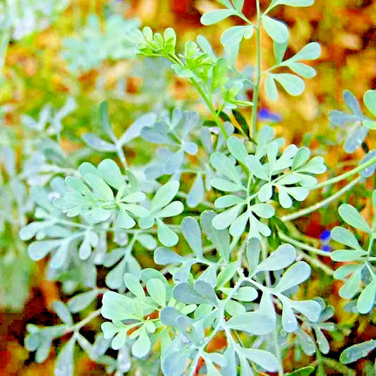 300 Rue Herb Seeds | www.seedsplantworld.com