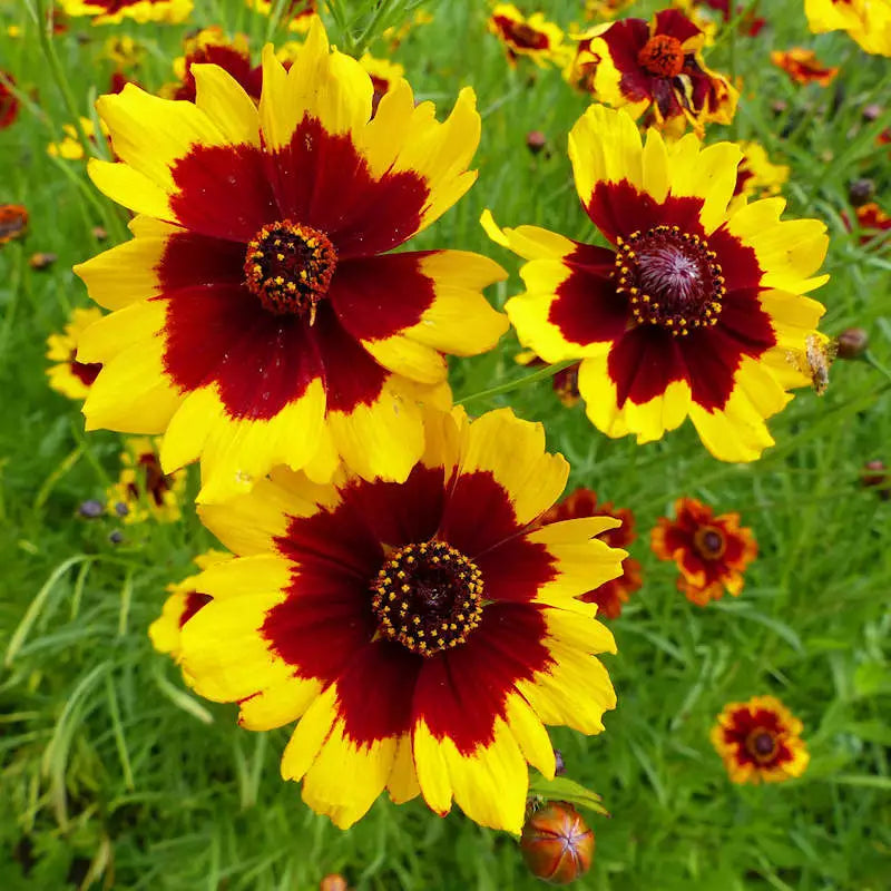 300 Plains Coreopsis Seeds Non-GMO Flower Seeds | www.seedsplantworld.com