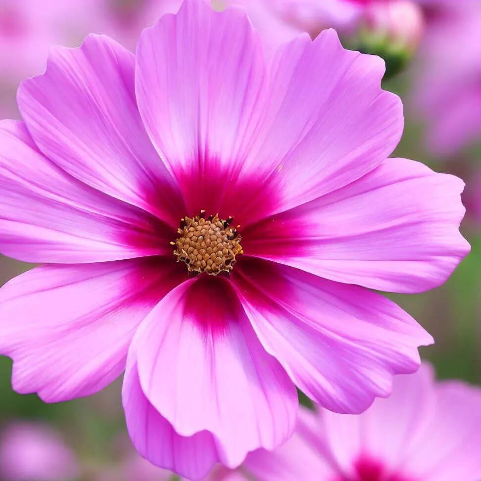 100 Gloria Cosmos Seeds Non-GMO Flower Seeds | www.seedsplantworld.com