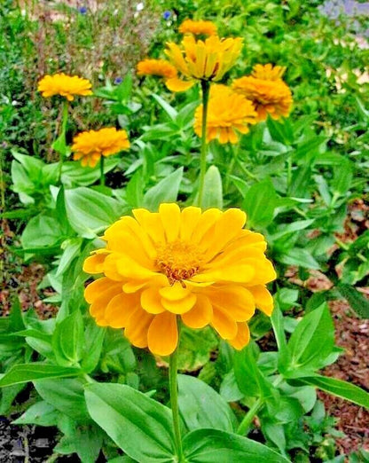 301 Yellow Zinnia Flower Seeds | www.seedsplantworld.com