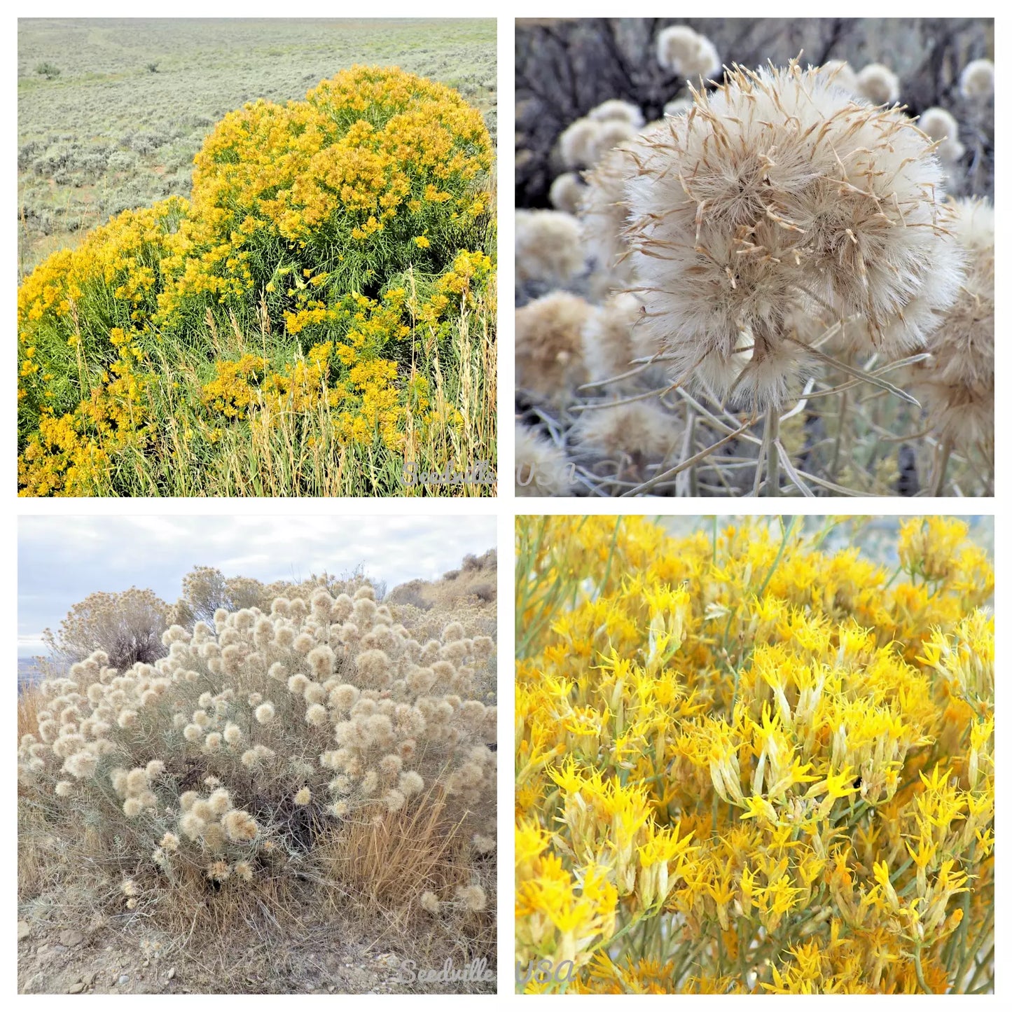 100 Rubber Rabbitbrush Chamisa Ericameria Desert Shrub Yellow Flower Seeds | www.seedsplantworld.com