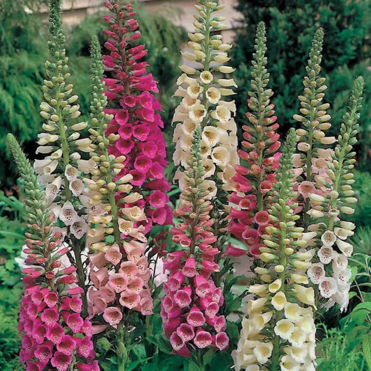 200 Foxy Mix Foxglove Seeds Non-GMO Flower Seeds | www.seedsplantworld.com