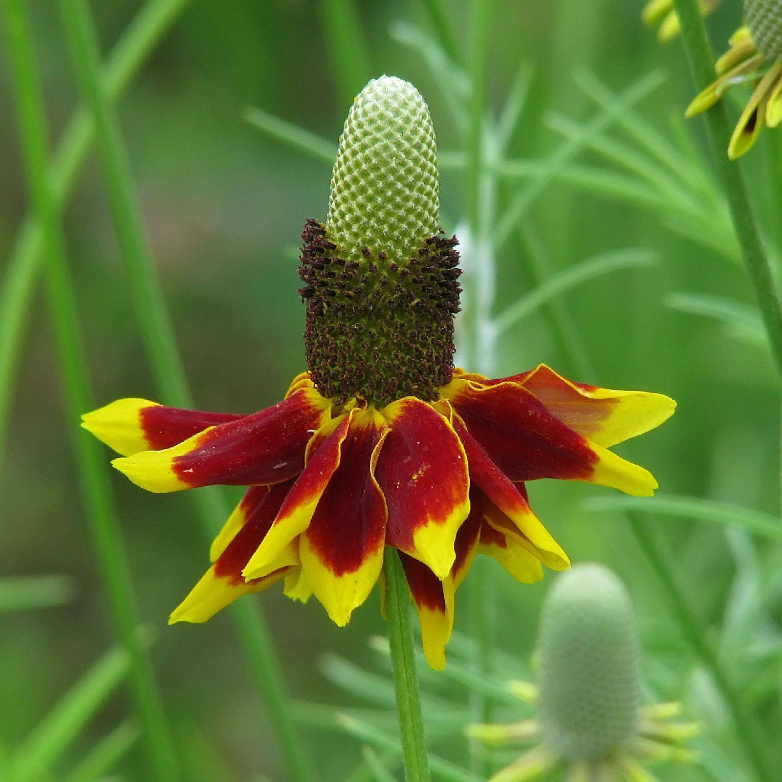 400 Mexican Hat Great Cut Flower Seeds | www.seedsplantworld.com