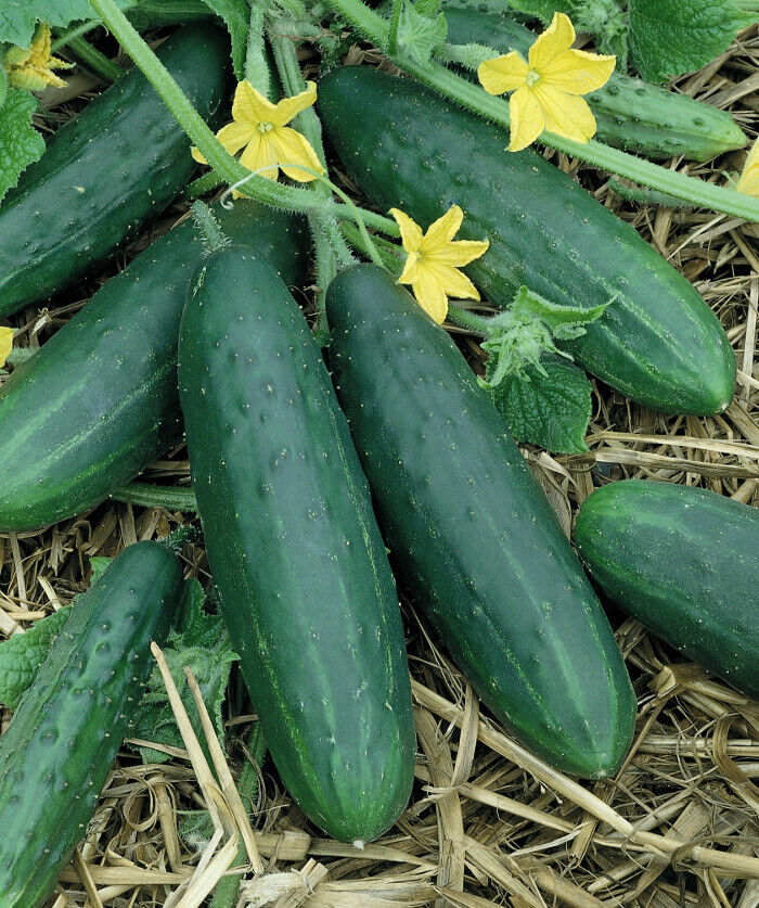 50+ Ct Spacemaster Cucumber Garden Ct NON-GMO Vegetable Seeds | www.seedsplantworld.com