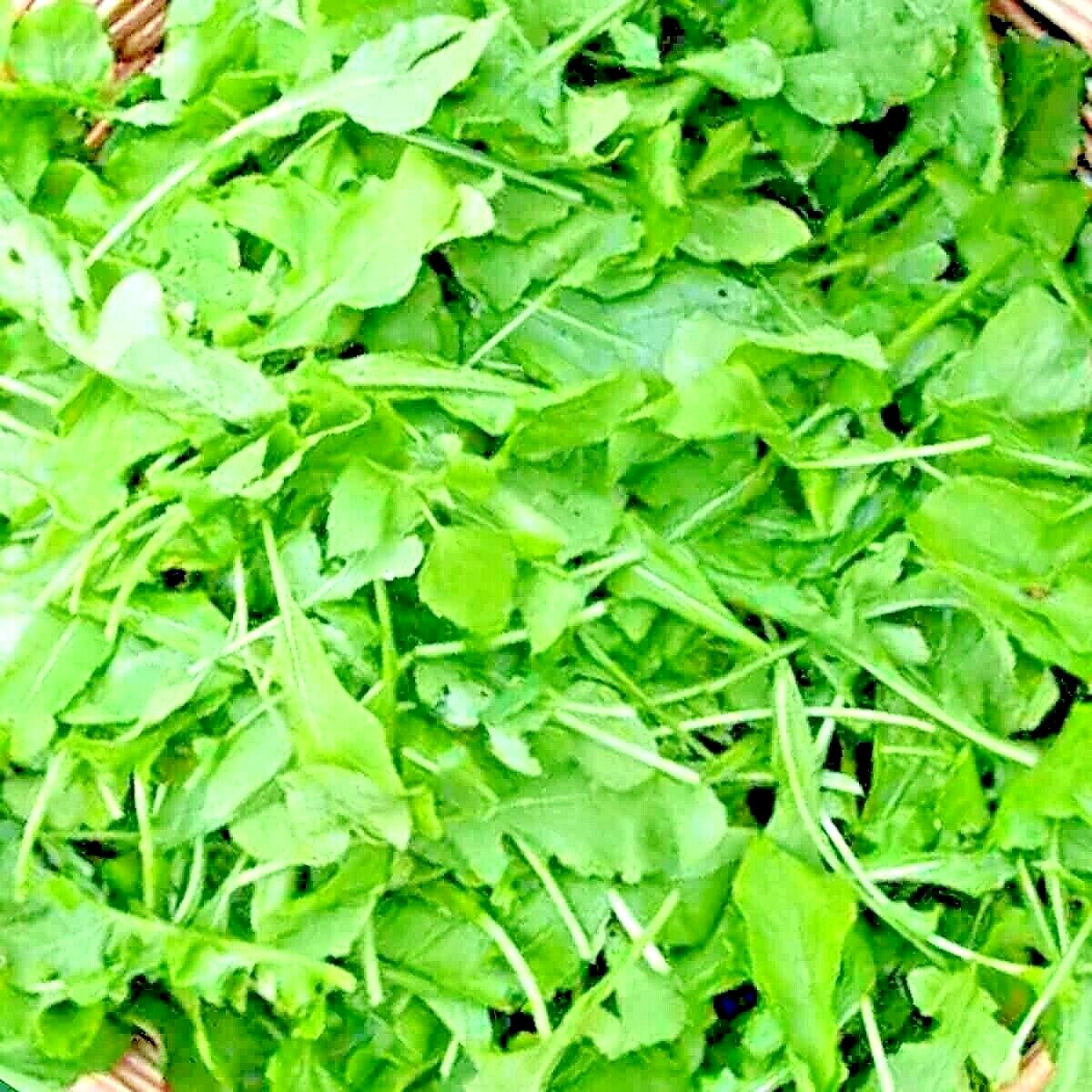 2500 Arugula Spring Vegetable Garden Salad Greens Herbs Microgreens Herb Seeds | www.seedsplantworld.com