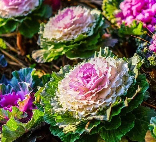 25 Kale Seeds Ornamental Kale (Brassica Oleracea) Seeds Non-Gmo Vegetable Seeds | www.seedsplantworld.com